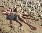 Meerestiere am Strand